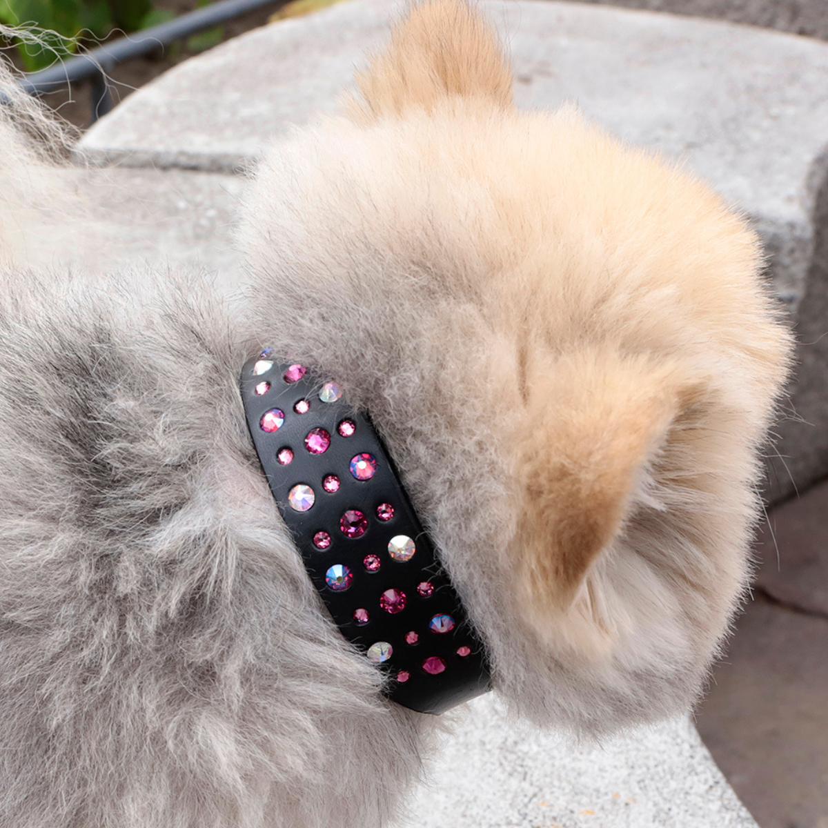Collar Hot Topic