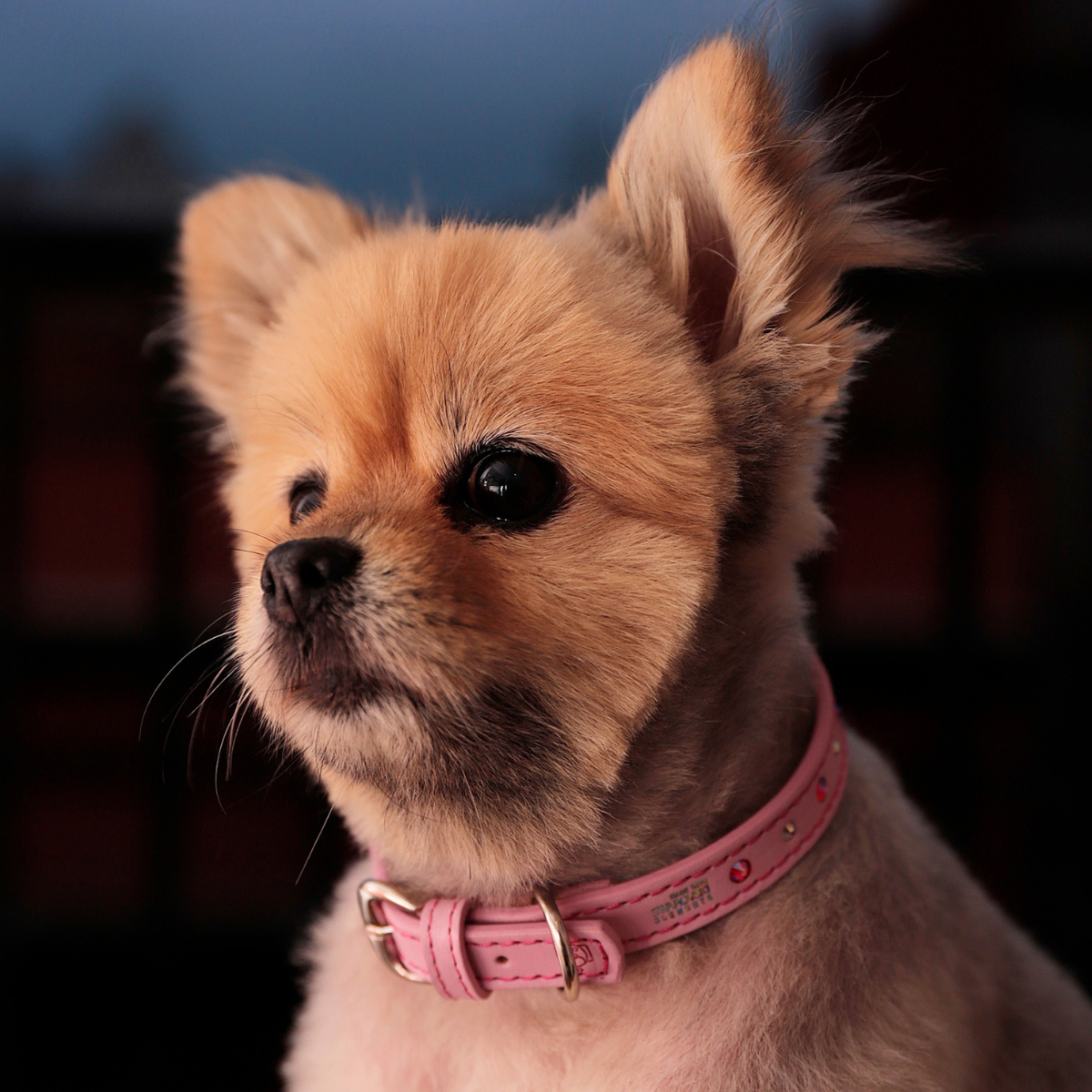 Collar Corona Rosa