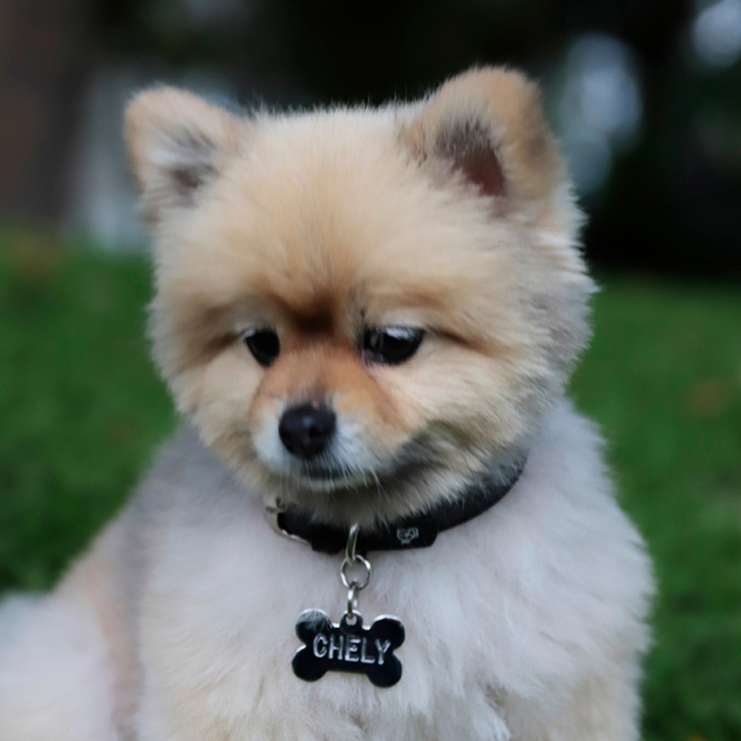 Collar con Placa Negro