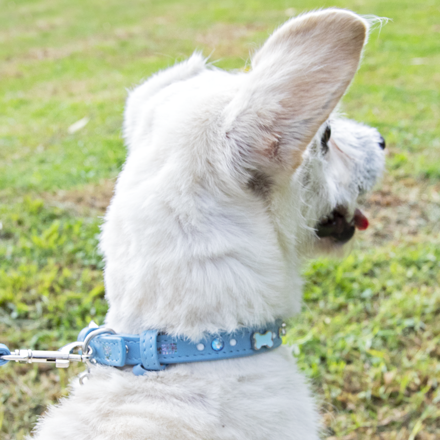 Collar Hueso Azul Cielo