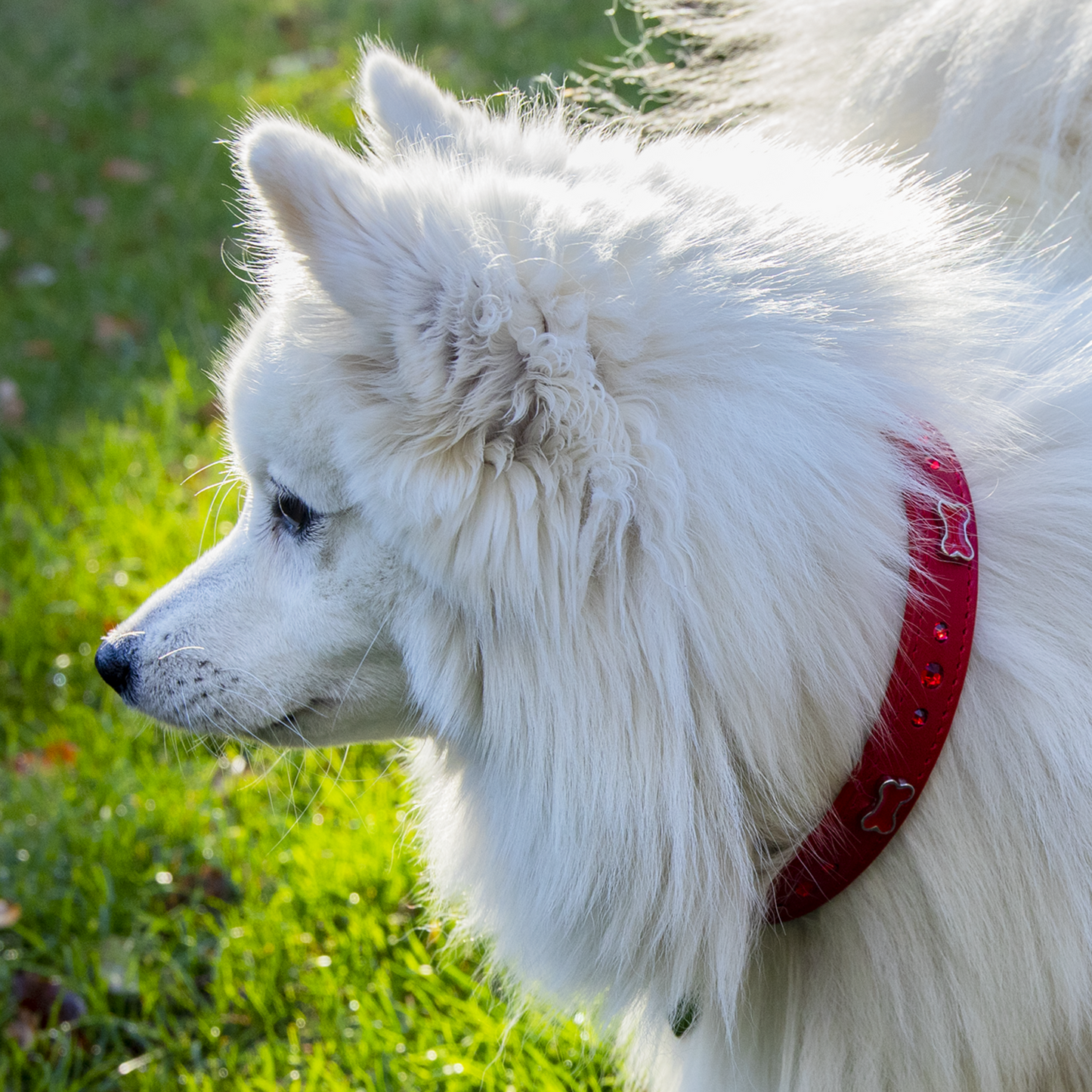 Collar Hueso Rojo