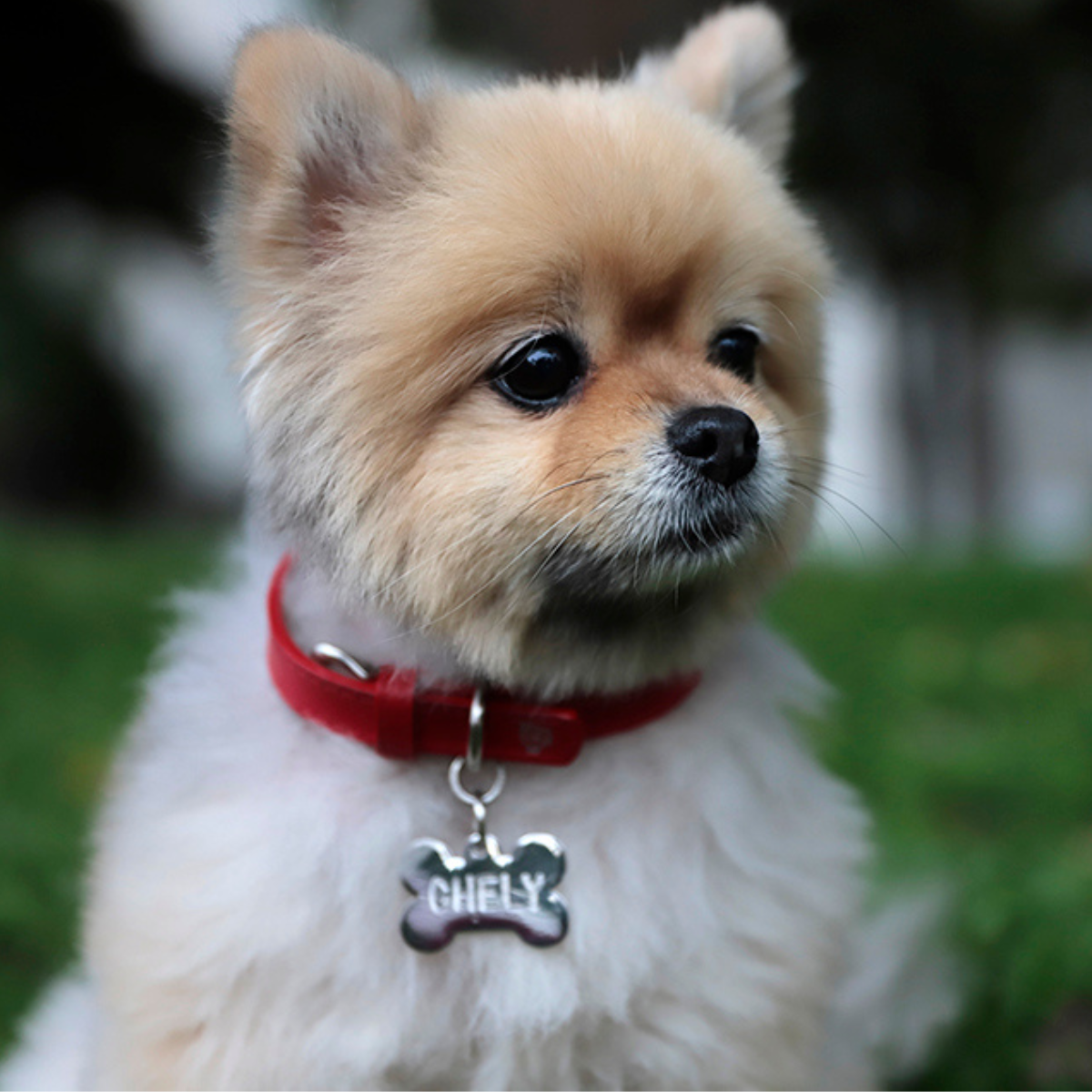 Collar con Placa Rojo