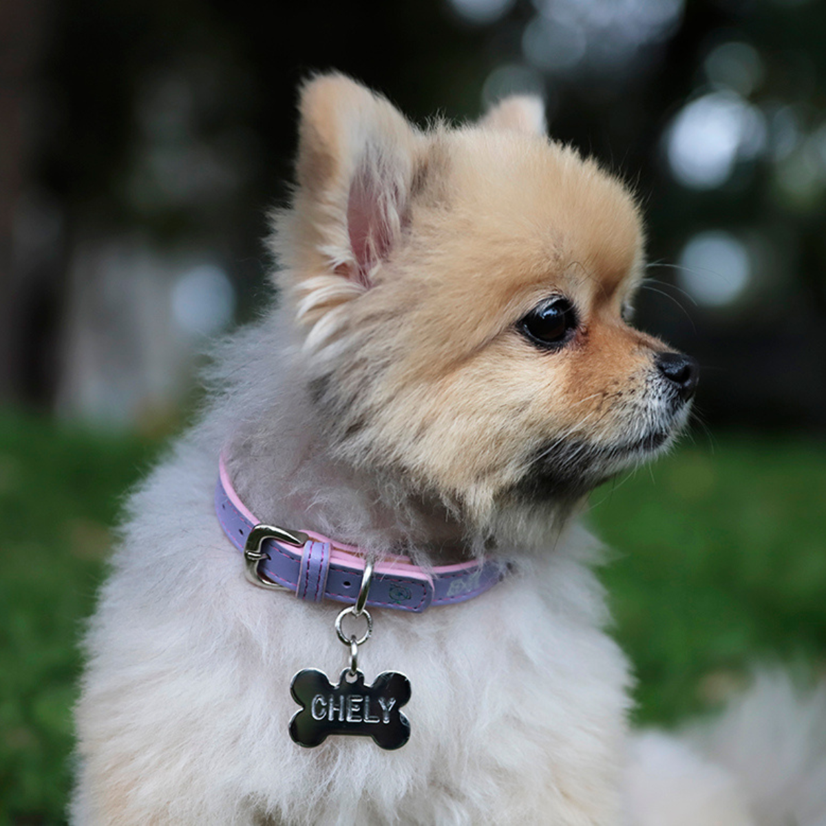 Collar con Placa Lila
