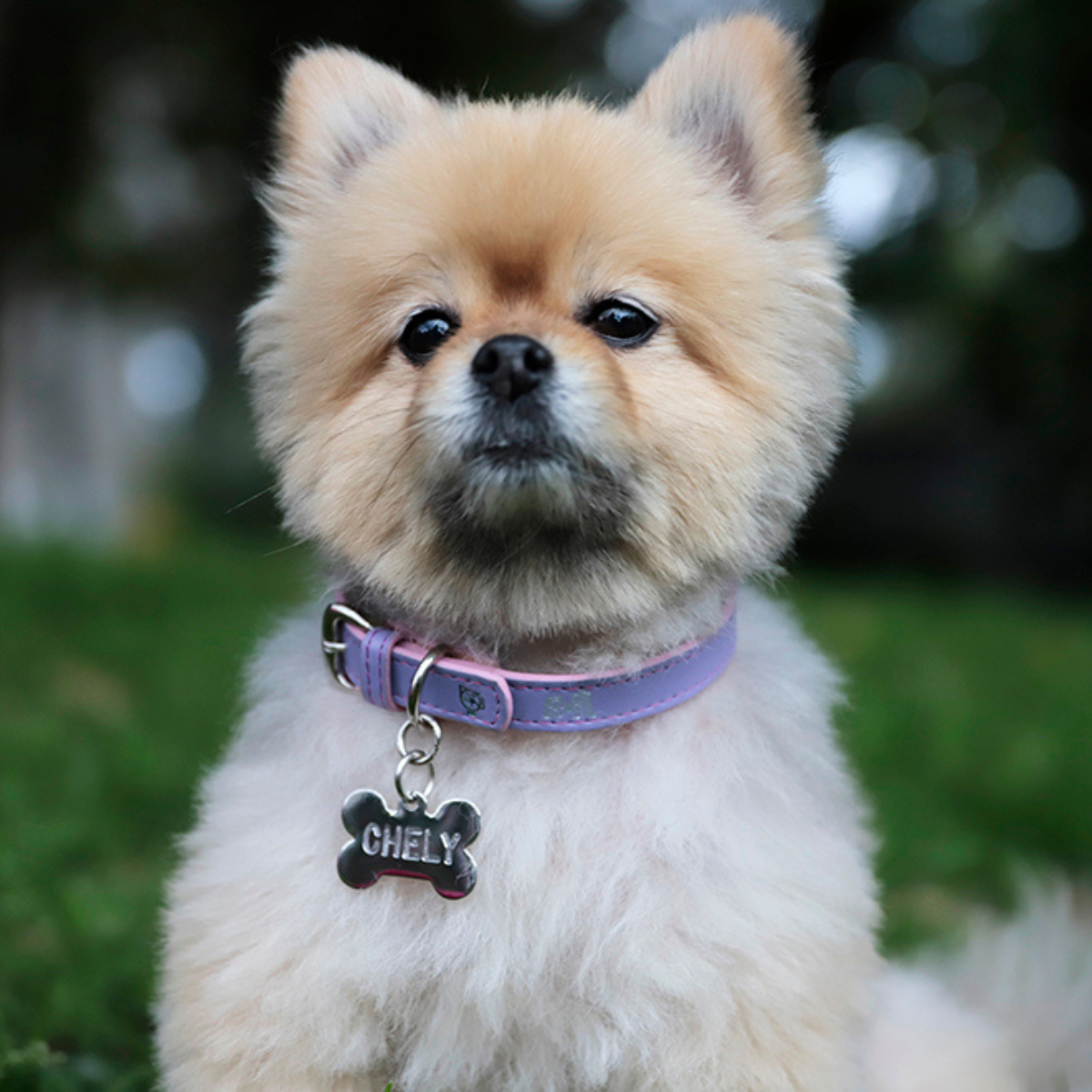 Collar con Placa Lila