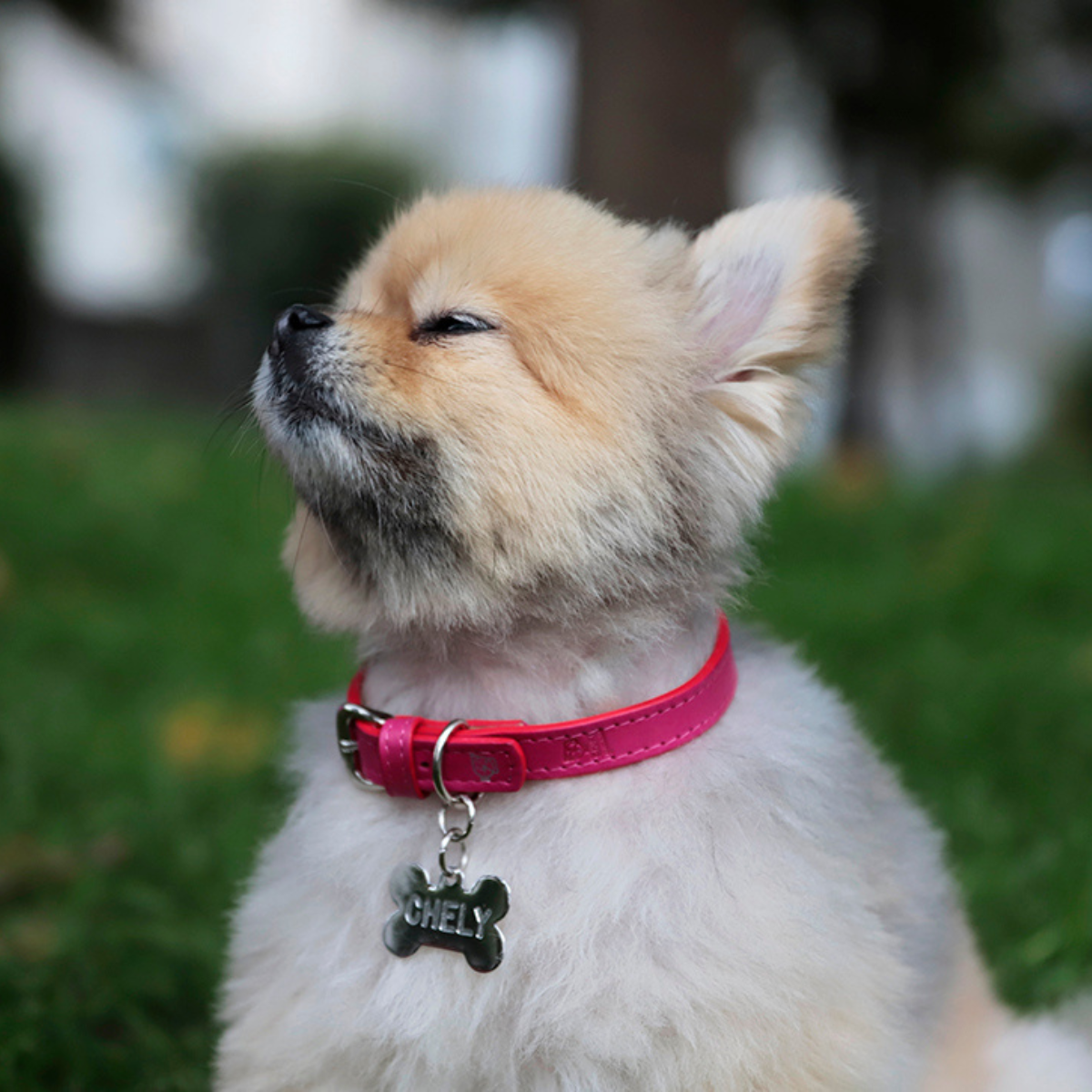 Collar con Placa Hot Pink