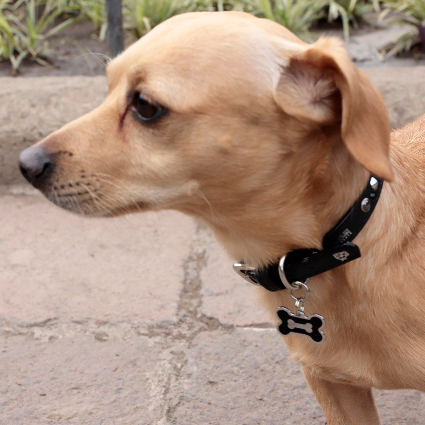 Collar Perla Negra