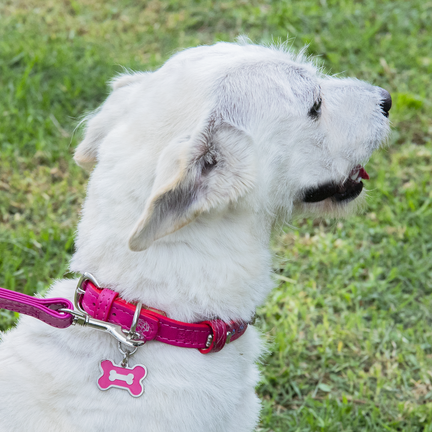 Hueso Chiki Hot Pink L