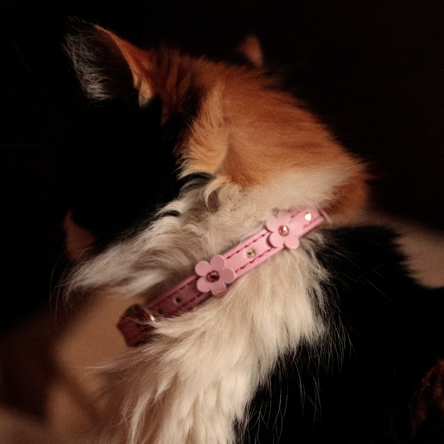 Collar Flor Rosa para Gatos