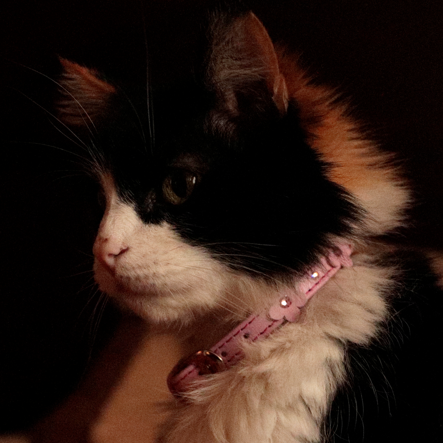 Collar Flor Rosa para Gatos