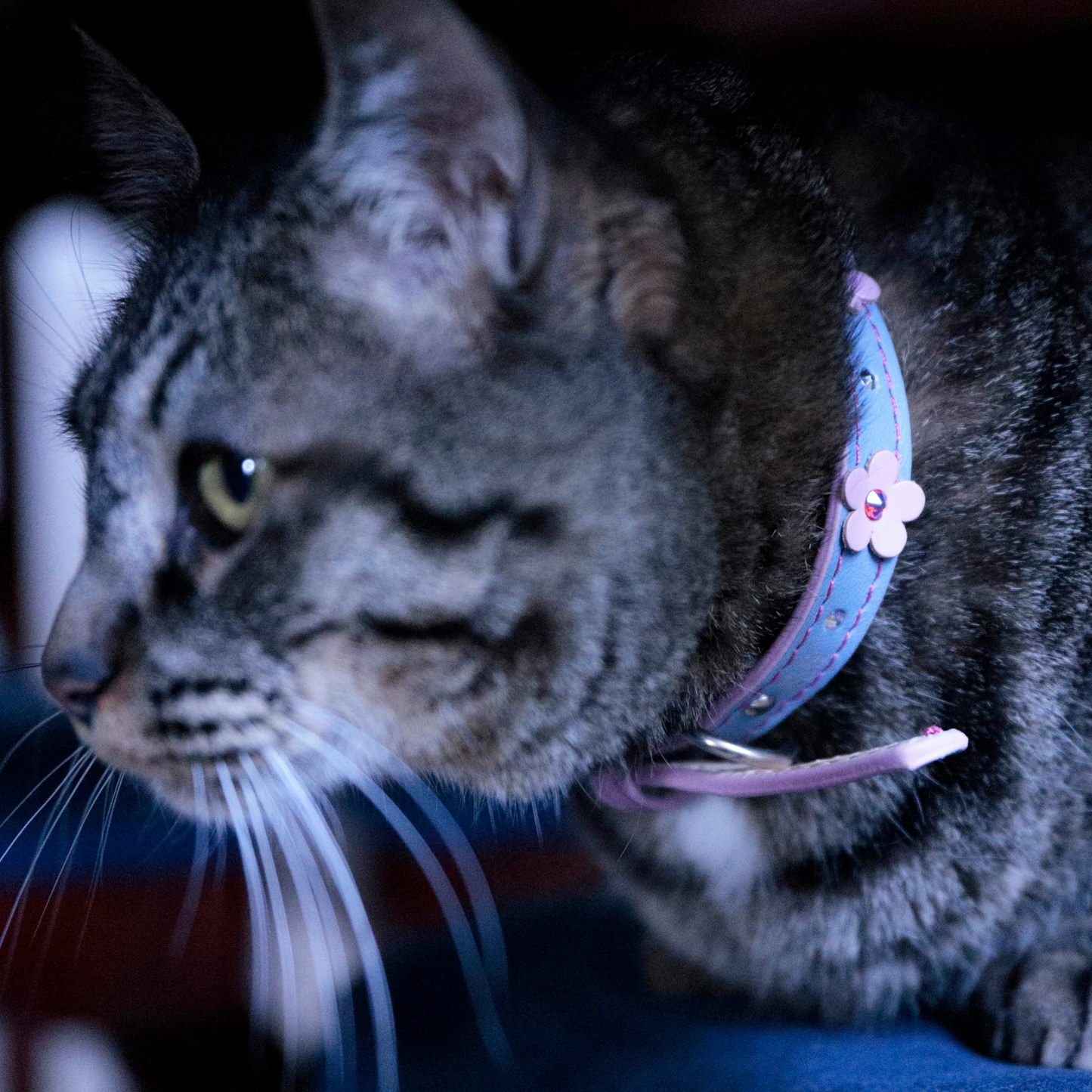 Collar Flor Azul para Gatos