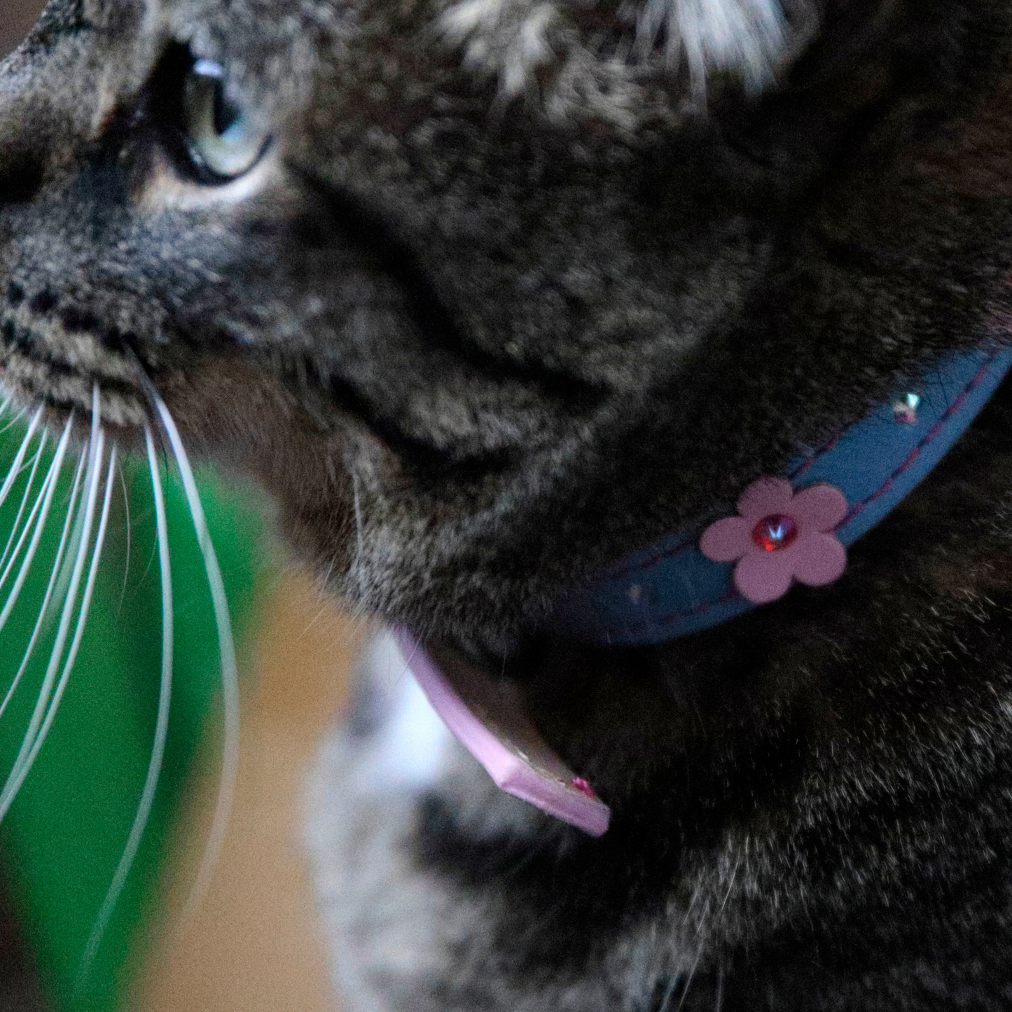 Collar Flor Azul para Gatos
