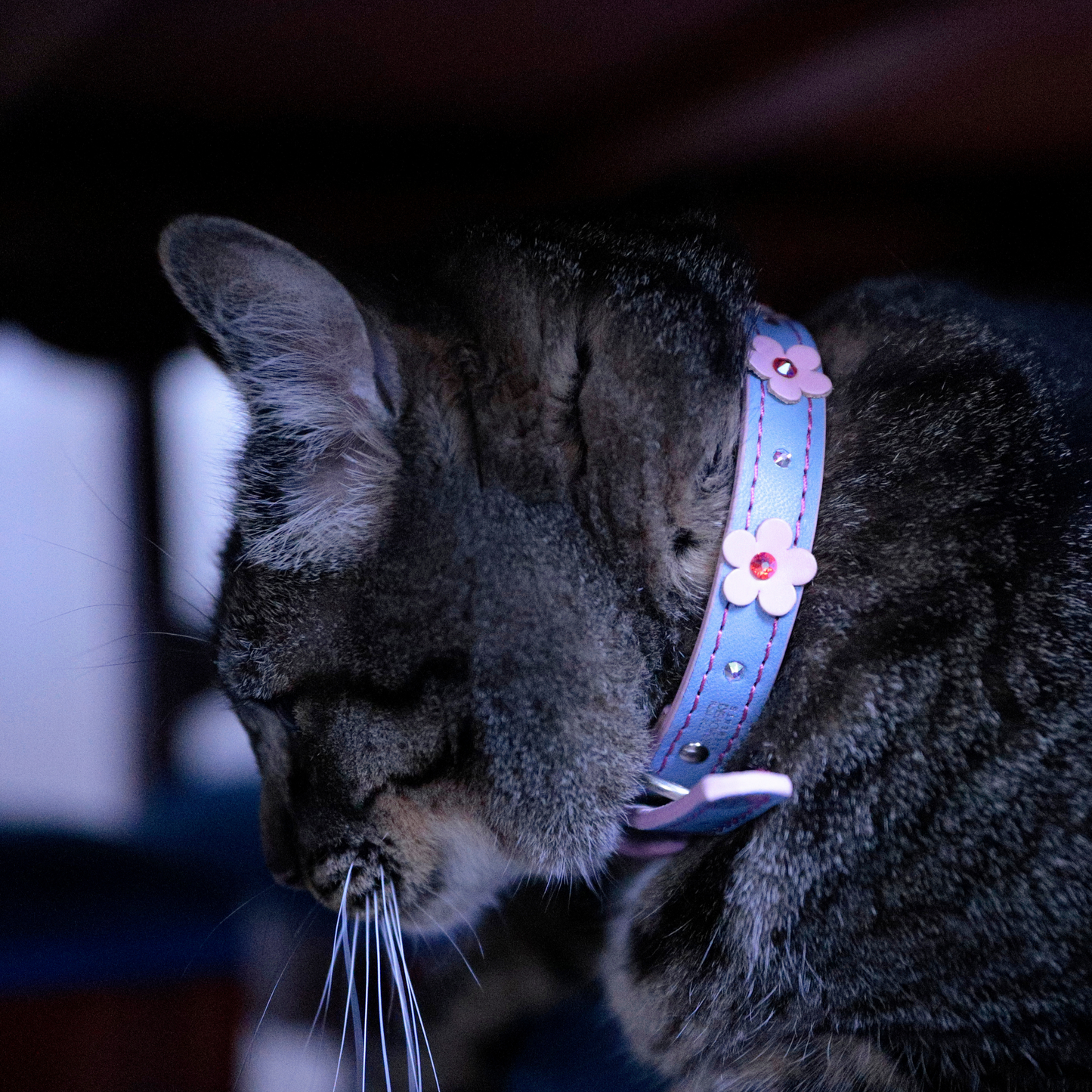Collar Flor Azul para Gatos