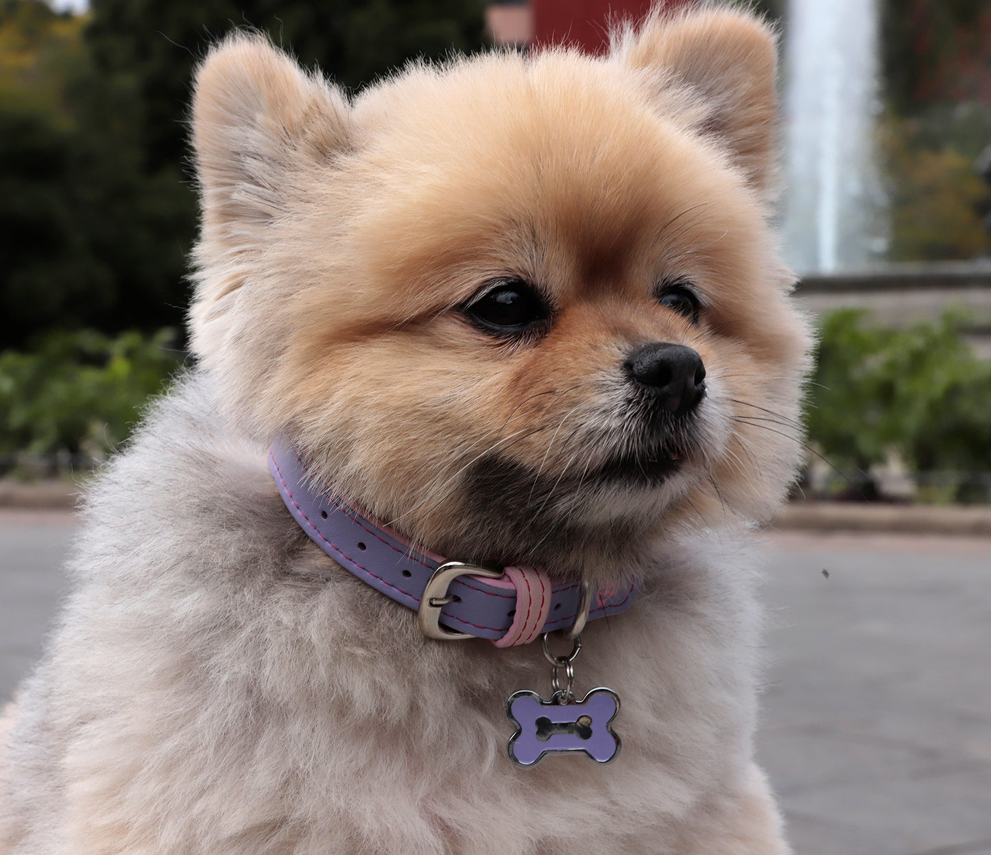 Collar DeLuxe Lila
