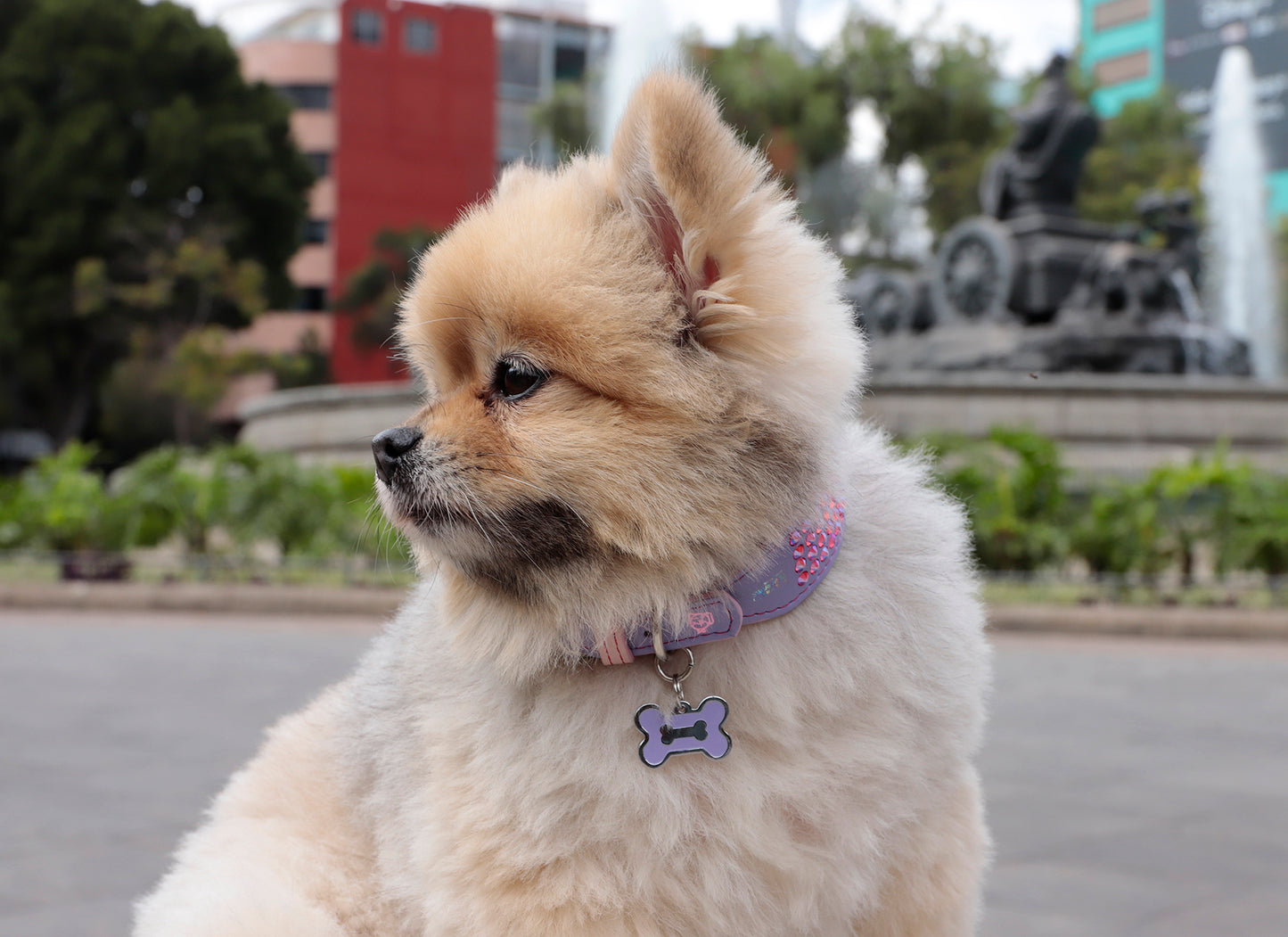 Collar DeLuxe Lila