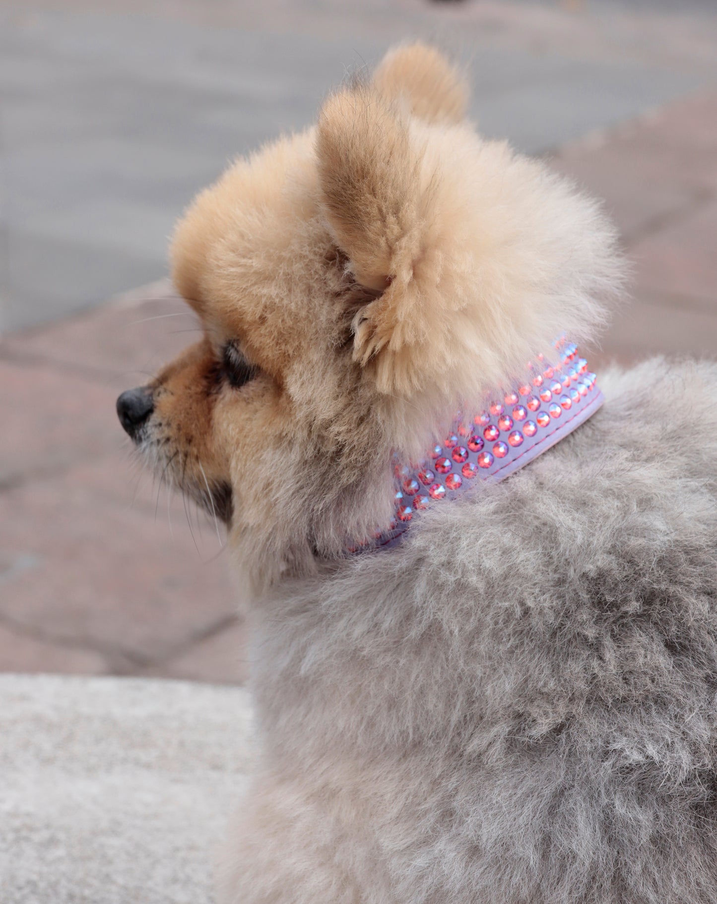 Collar DeLuxe Lila