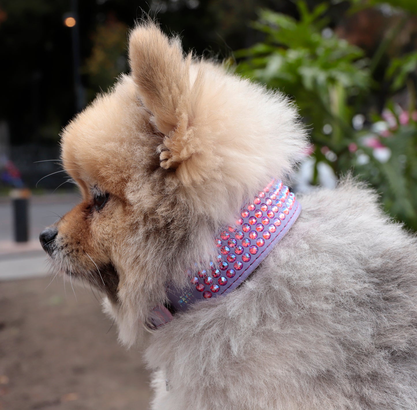 Collar DeLuxe Lila