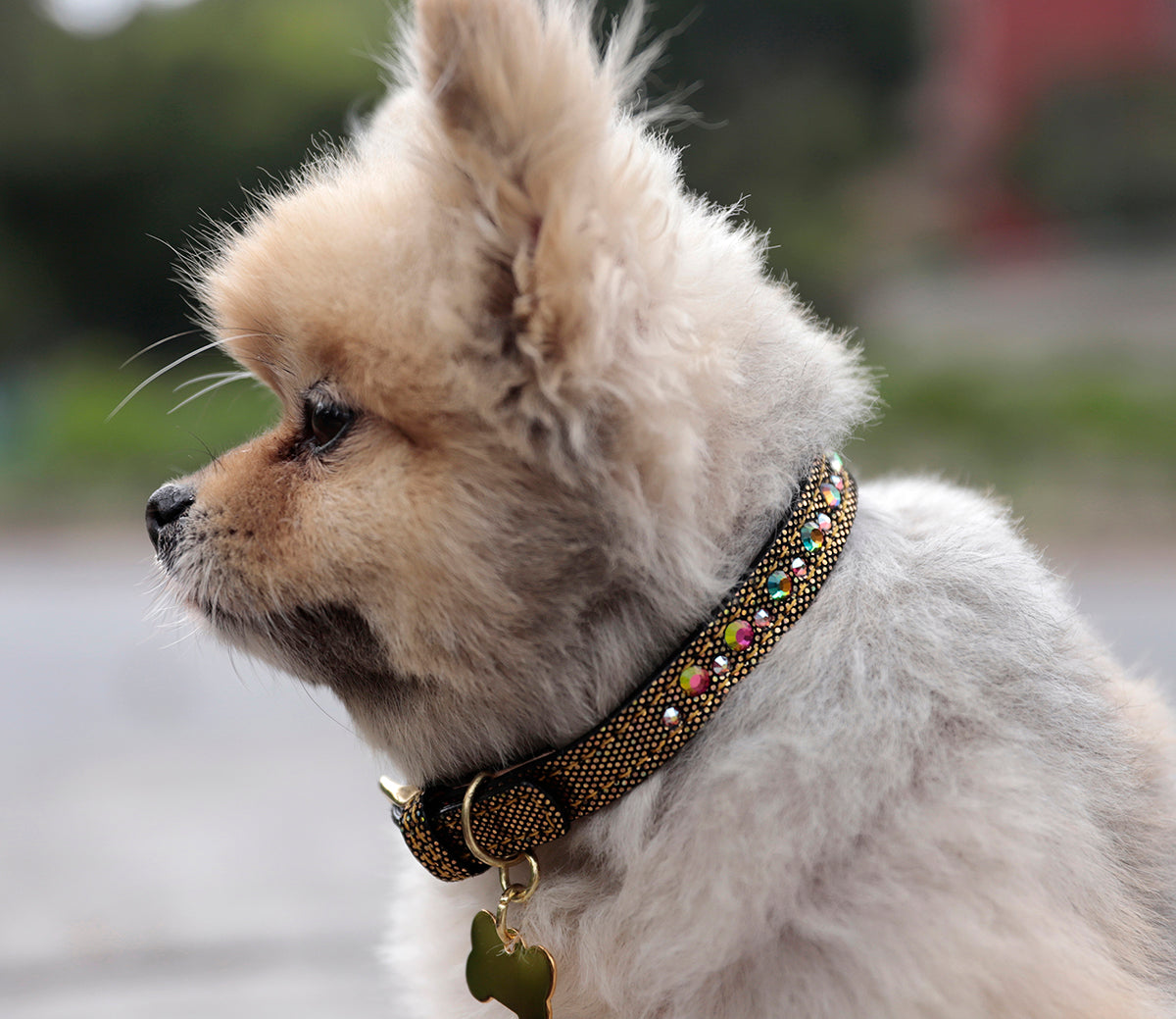 Collar Edición Gold