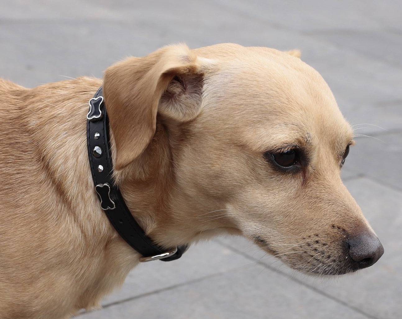 Collar Hueso Negro