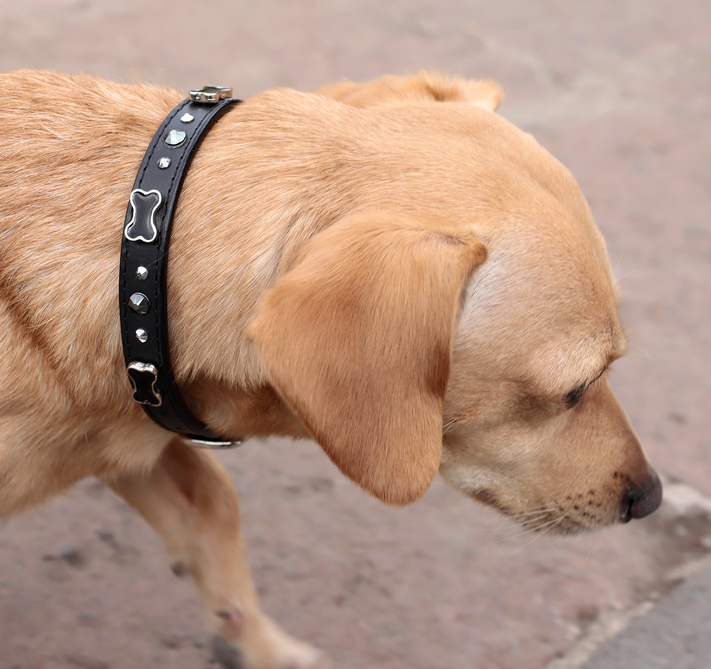 Collar Hueso Negro
