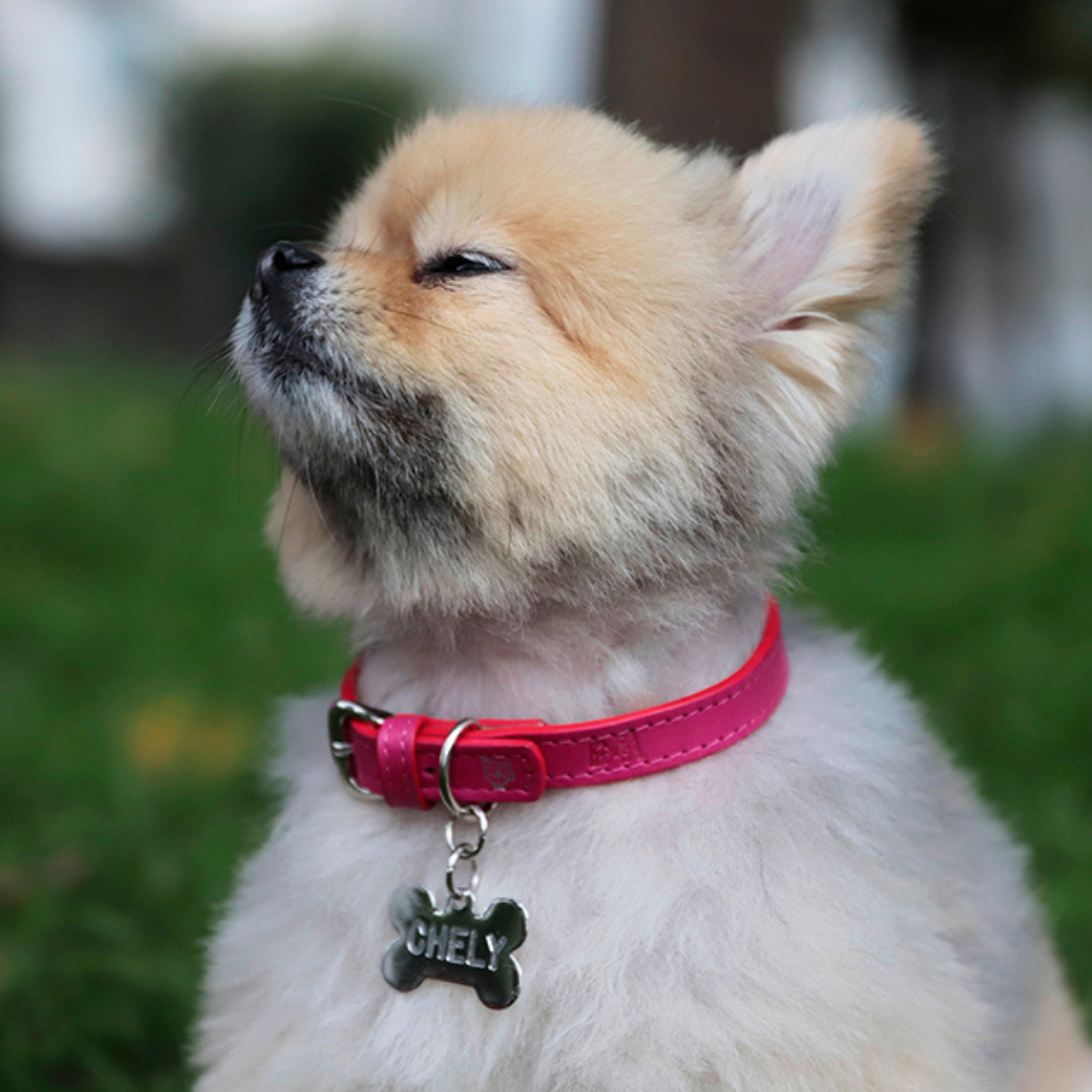 Cómo medir el cuello de mi peludo?