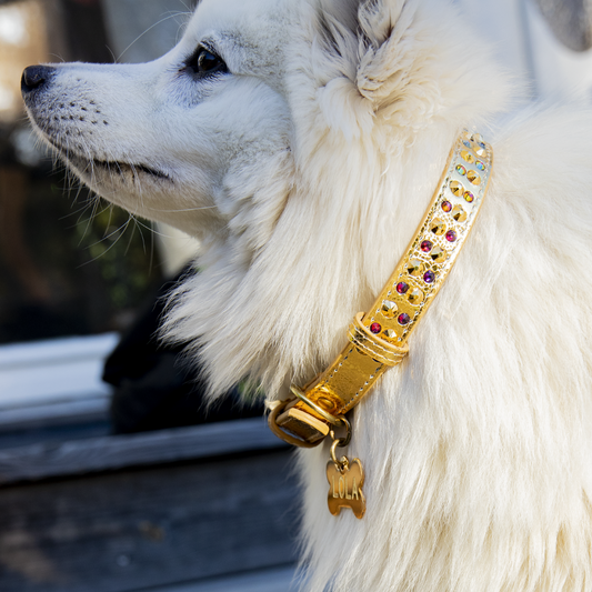 Collares para perro de moda: cómo elegir el collar más chic para tu mascota.