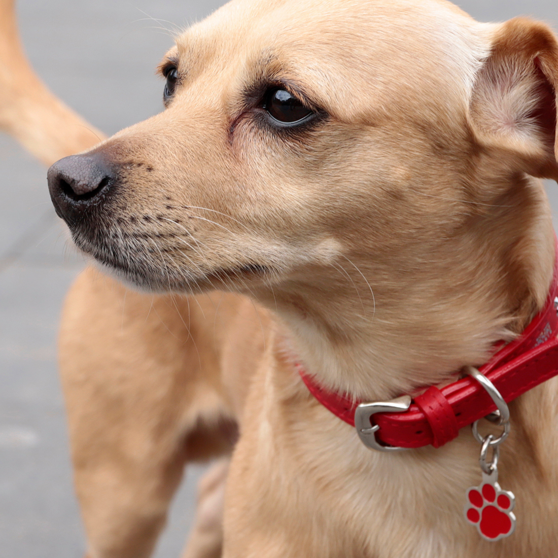 "La moda canina se pone seria: la importancia de la identificación"