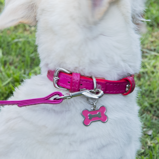 Collares con nombre para perros: la mejor manera de identificar a tu amigo fiel.