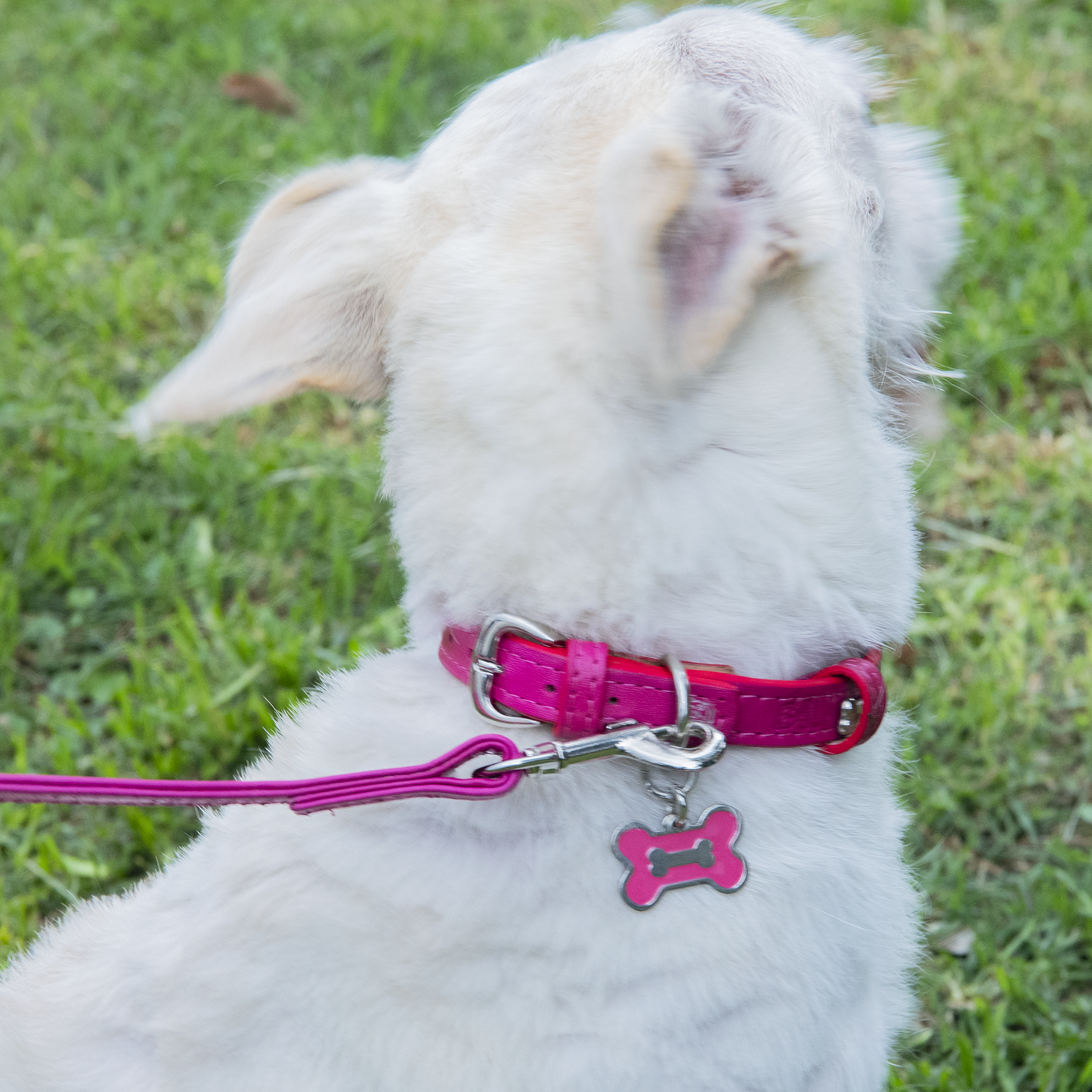 Collar con Placa Hot Pink