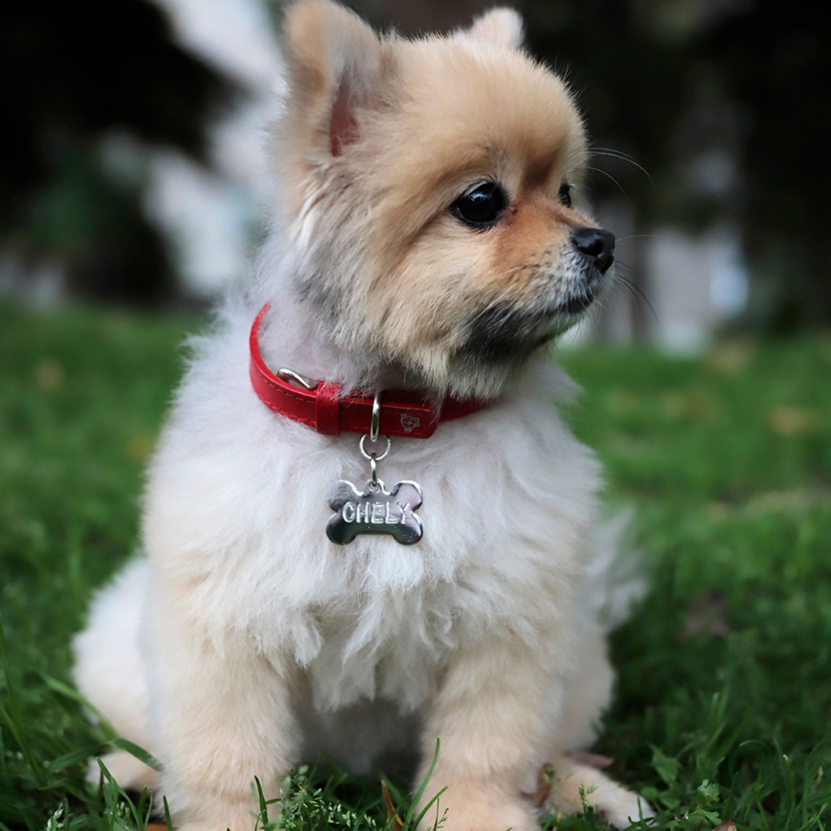 Collar con Placa Rojo