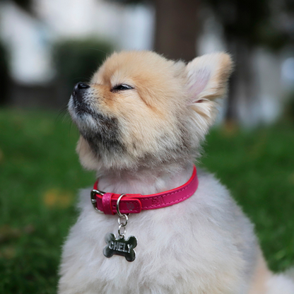 Collar con Placa Hot Pink