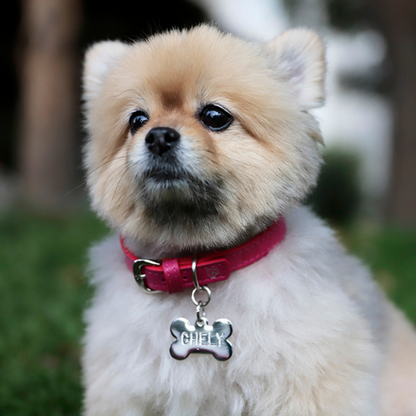 Collar con Placa Hot Pink